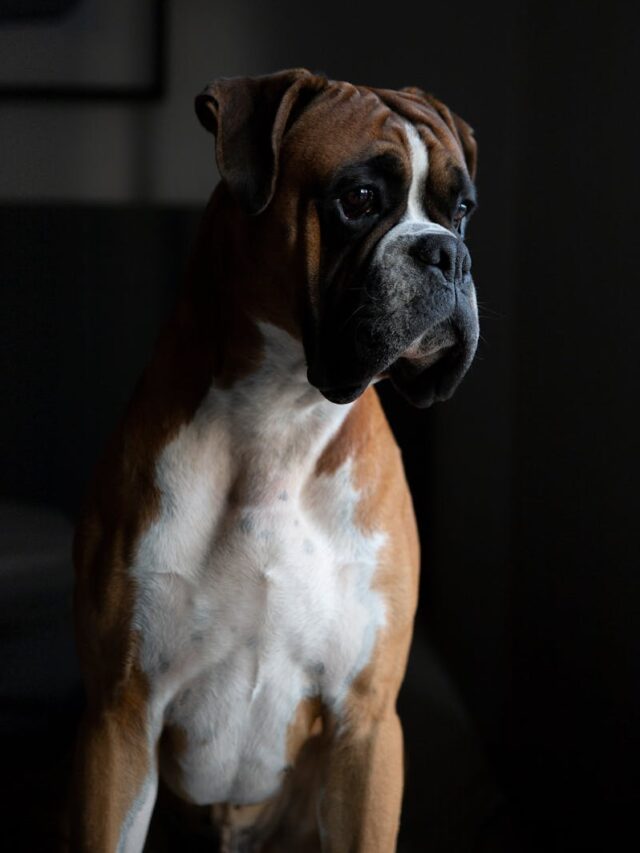 Boxer, adventure activities, hiking, swimming, agility training, trail running, canine sports, camping, mountain biking,