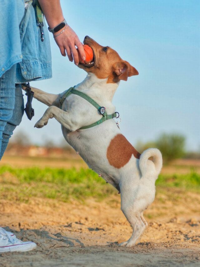 Jack Russell Terriers, facts, energetic, intelligent, fearless, hunting instinct, affectionate, determined, longevity,