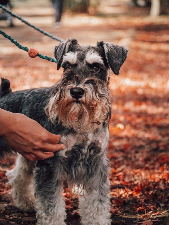 Schnauzers, playtime ideas, fetch, tug-of-war, hide-and-seek, agility course, interactive toys, swimming, playdates,