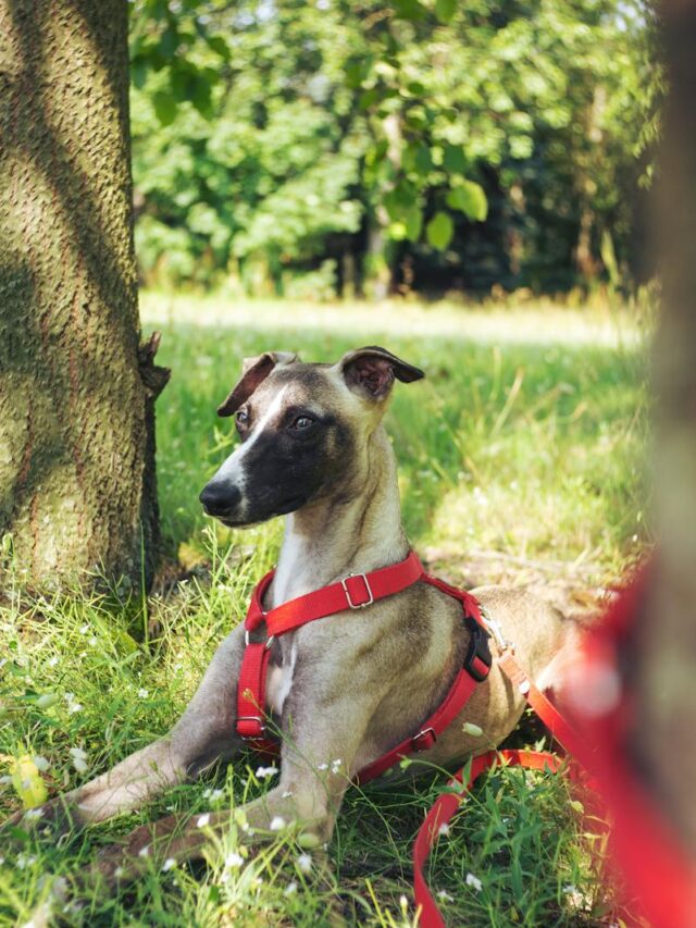 Whippet, training techniques, positive reinforcement, clicker training, socialization, leash training, patience, professional guidance,