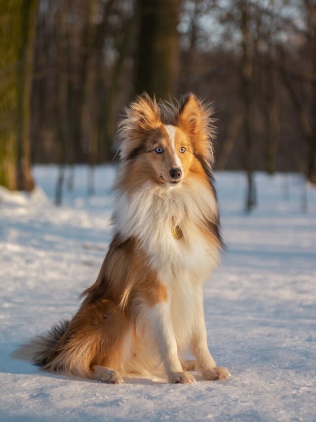 Shetland Sheepdog, training tricks, basic commands, clicker training, agility, trick training, problem-solving, socialization, consistency,