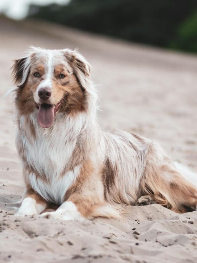 Australian Shepherd exercise routines, Aussie exercise, Australian Shepherd running, Australian Shepherd fetch, Australian Shepherd hiking, Australian Shepherd agility, Australian Shepherd swimming, Australian Shepherd mental stimulation, Australian Shepherd biking,