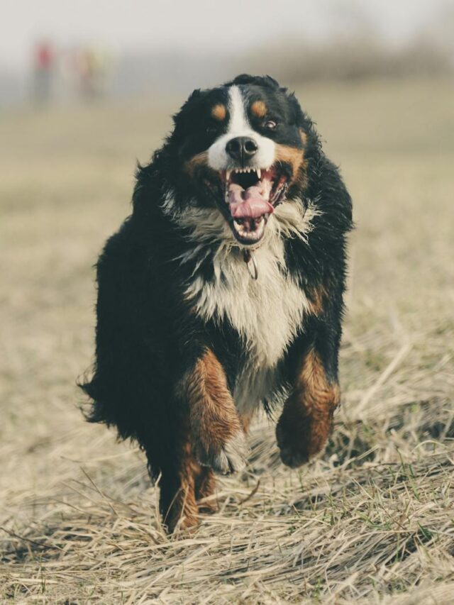 obedience commands, Bernese Mountain Dogs, training, sit, stay, come, down,