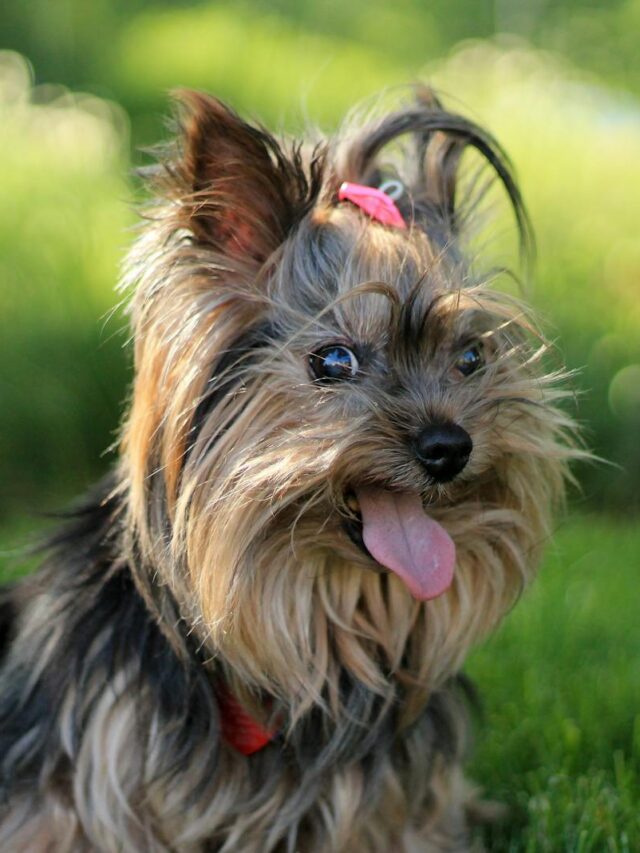 toy recommendations, Yorkshire Terriers, small breeds, size, durability, variety, safety, engagement, supervision,