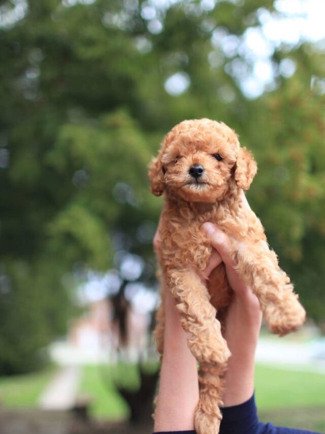 Poodles, manners, polite behavior, greetings, leash etiquette, table manners, socialization, quiet commands, sharing, patience,