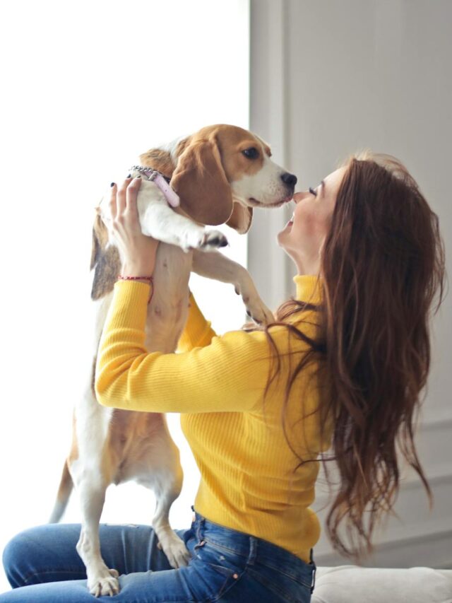 Beagle, socialization, strategies, friendly, bonding, positive reinforcement, classes, playdates,