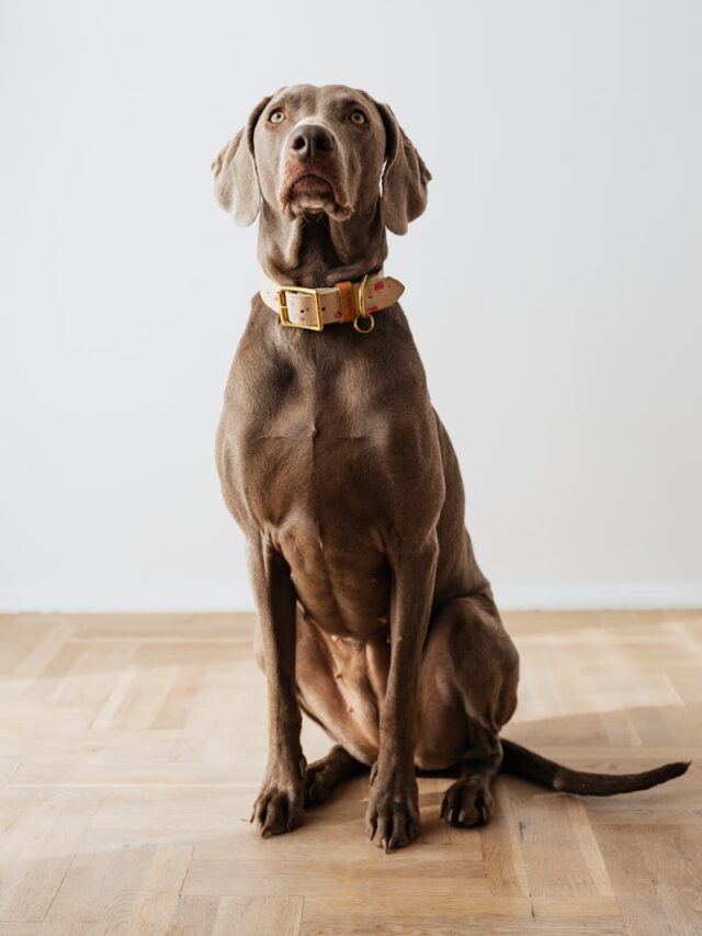 Weimaraner, manners, teach, sit, stay, come, leave it, drop it, greet politely, walk nicely,