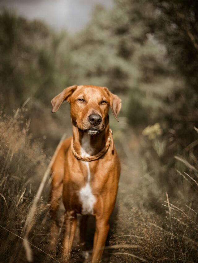 Ridgeback, health checks, diet, exercise, vet visits, dental care, parasite control, grooming, mental stimulation,