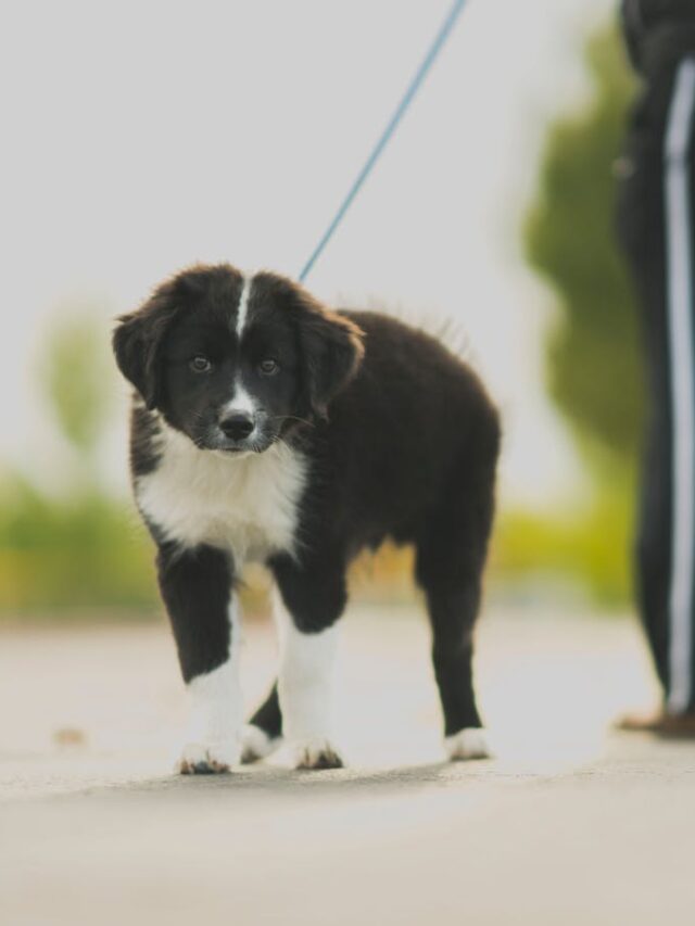 Border Collie training tips, Border Collie obedience, Border Collie exercise, Border Collie socialization, Border Collie behavior, Border Collie intelligence,