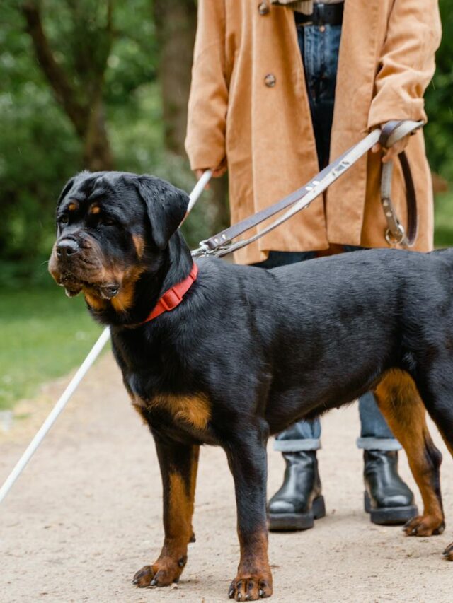 Rottweilers, loyalty lessons, devotion, guardianship, affection, faithfulness, companionship, obedience, bonding,