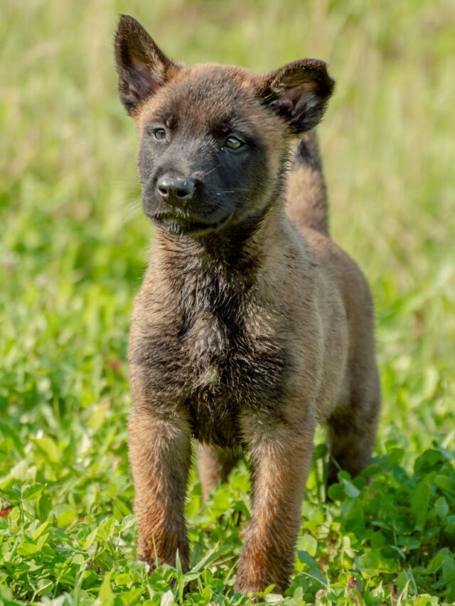 agility, exercises, Belgian Malinois, fitness, training, agility drills, jumping, weaving, tunneling, balance, speed,