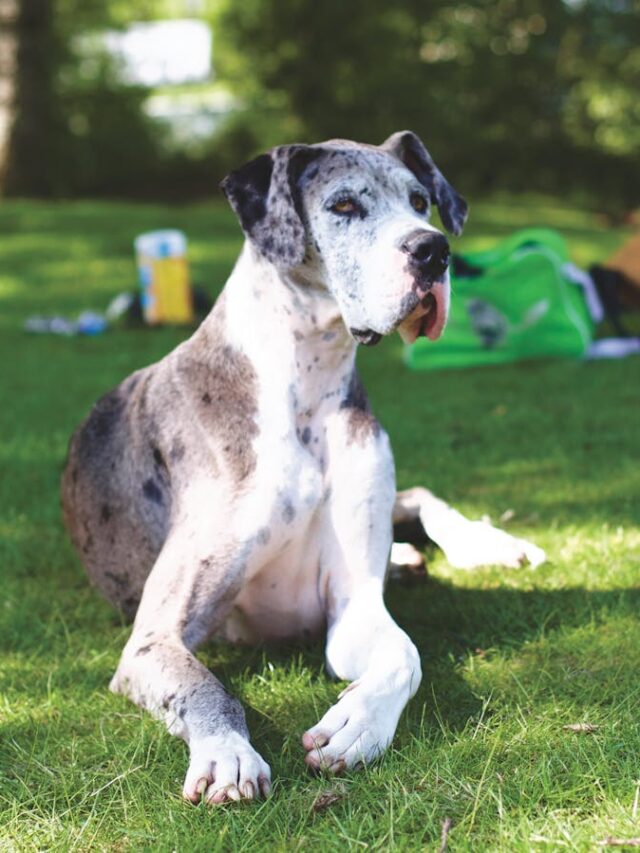 Great Danes, training tips, new owners, consistency, socialization, positive reinforcement, patience, exercise, leadership, professional help,