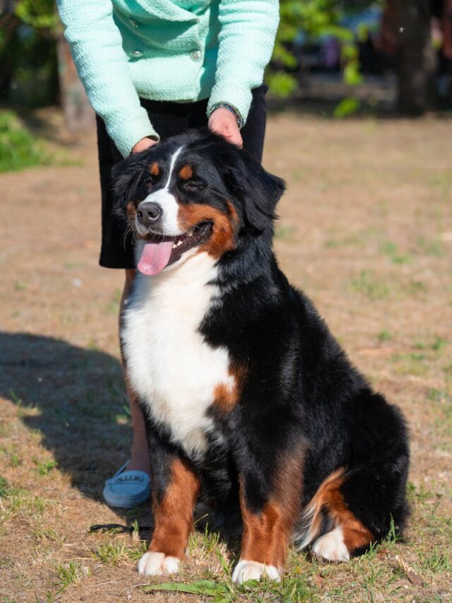 Bernese Mountain Dog, essential supplies, leash, collar, food, toys, brush, healthcare,