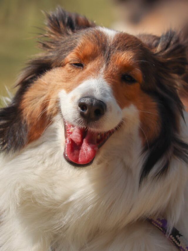 Shetland Sheepdog, essential supplies, owner, dog bed, nutrition, leash, collar, toys, identification, grooming, healthcare,