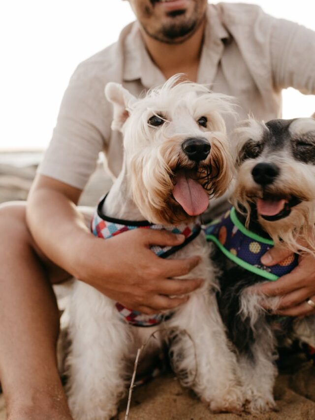 Miniature Schnauzer, grooming, tips, brushing, trimming, bathing, ear care, dental hygiene, nail trimming, professional grooming,