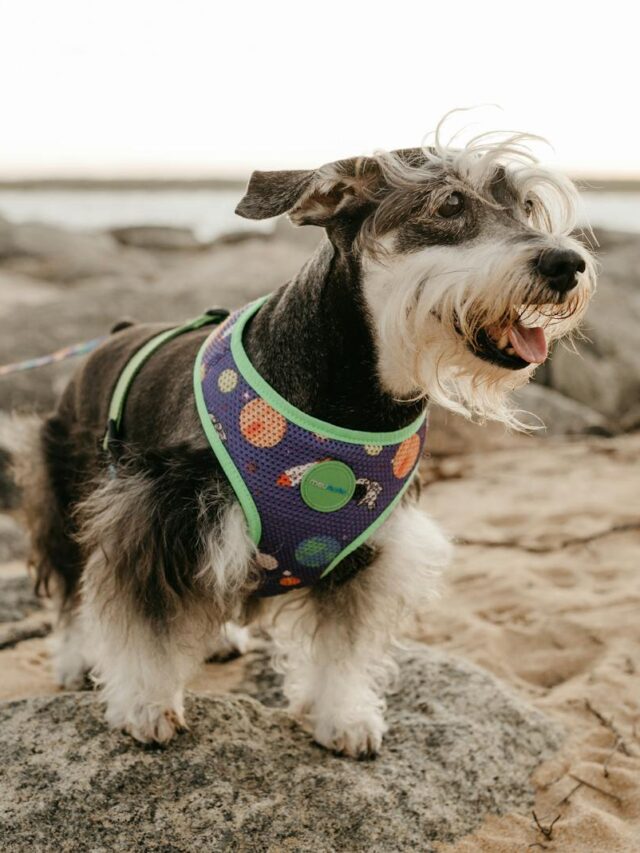 Miniature Schnauzer, bonding, ways, training, playtime, exercise, affection, routine, adventure,