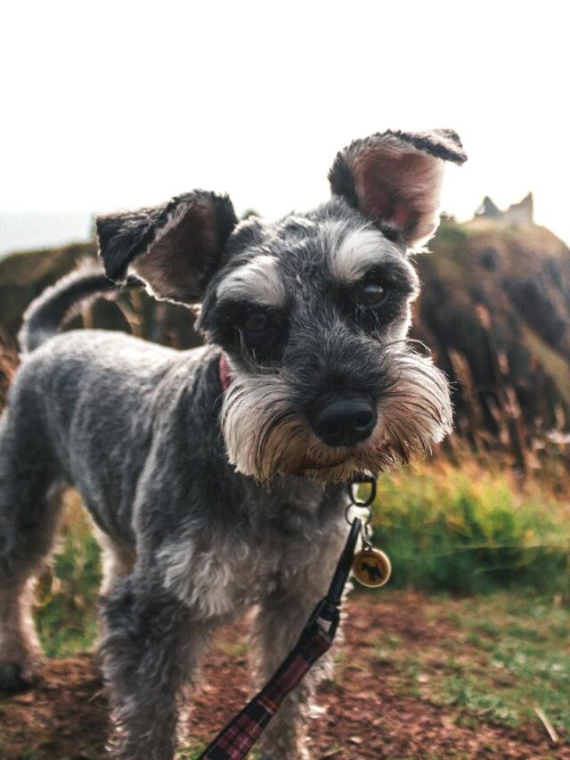 Miniature Schnauzer, family pets, reasons, personality, size, adaptability, loyalty, trainability, energy, longevity,