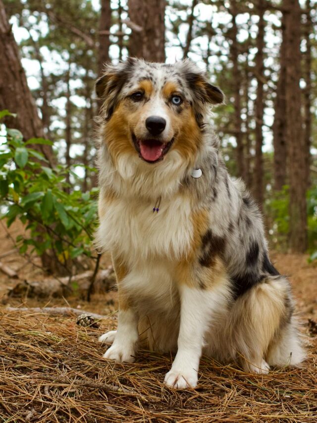 Australian Shepherds, characteristics, intelligence, energetic, loyalty, versatility, alertness, affectionate, beauty,