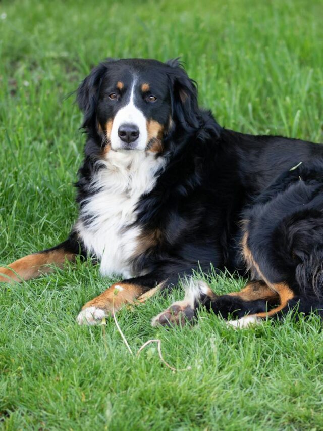 Bernese Mountain Dog, bond, ways, bonding, time, training, grooming, play, exploration, communication, affection,