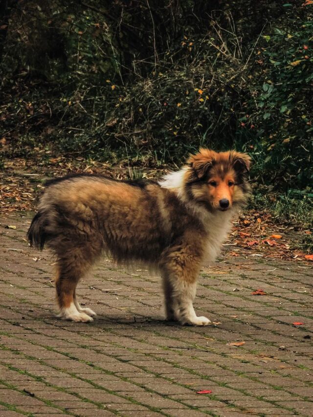 Shetland Sheepdog, family pets, companionship, playfulness, intelligence, protectiveness, adaptability, exercise,