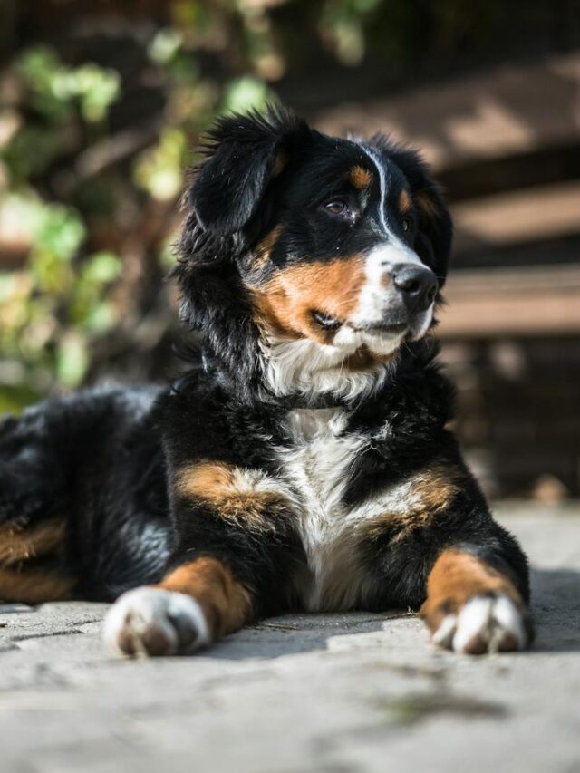 Bernese Mountain Dogs, training tips, new owners, preparation, consistency, socialization, exercise, positive reinforcement, patience, professional help,