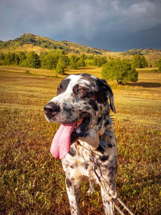 Great Dane, family pets, temperament, size, loyalty, protective instinct, playfulness, adaptability, exercise needs,