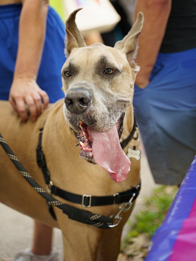 Great Danes, health issues, bloat, hip dysplasia, dilated cardiomyopathy, hypothyroidism, osteosarcoma, gastric dilatation, panosteitis,