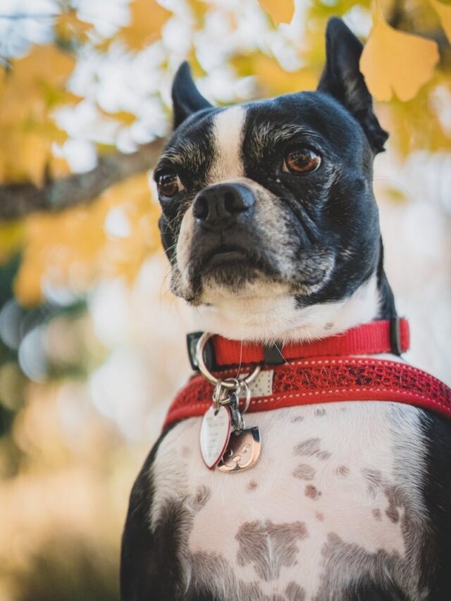 Boston Terrier, characteristics, standout, affectionate, intelligent, playful, gentle, sociable, alert, versatile,