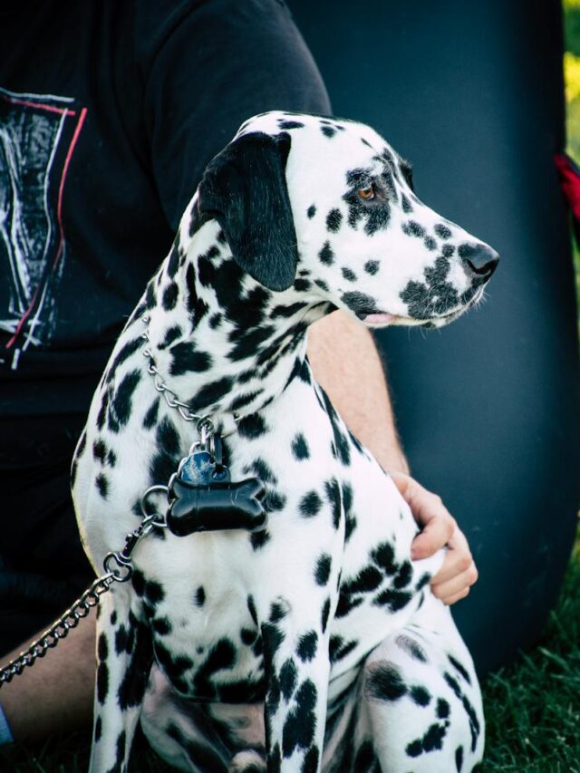 Dalmatian, fun activities, agility, fetch, swimming, hiking, puzzle toys, dog parks, obedience classes,