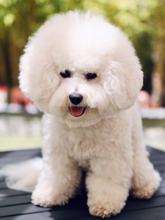 Bichon Frise, bond, playtime, training, quality time, grooming, exploration, positive reinforcement, patience,