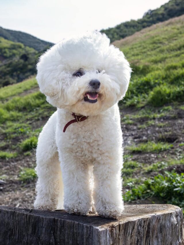 Bichon Frise, training tips, new owners, consistency, positive reinforcement, socialization, patience, gentle approach, routine training, professional help,