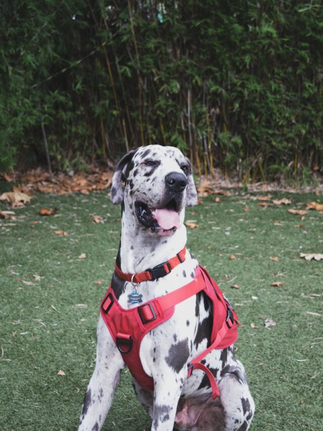 Great Danes, fun activities, playtime, outdoor adventures, obedience training, agility courses, dog sports, puzzle toys, dog parks,