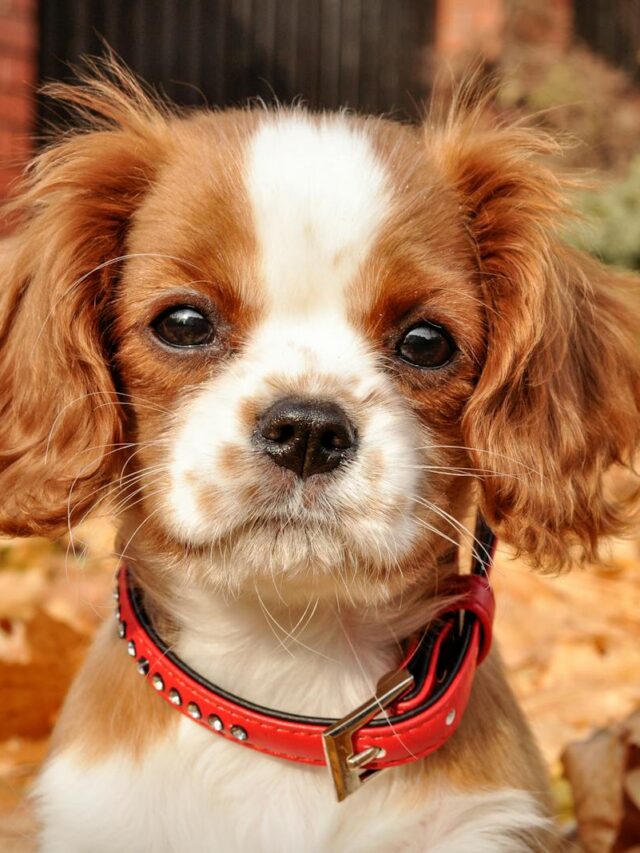 Cavalier King Charles Spaniels, health issues, heart, luxating patella, ear infections, eye problems, syringomyelia, hip dysplasia, dental problems,