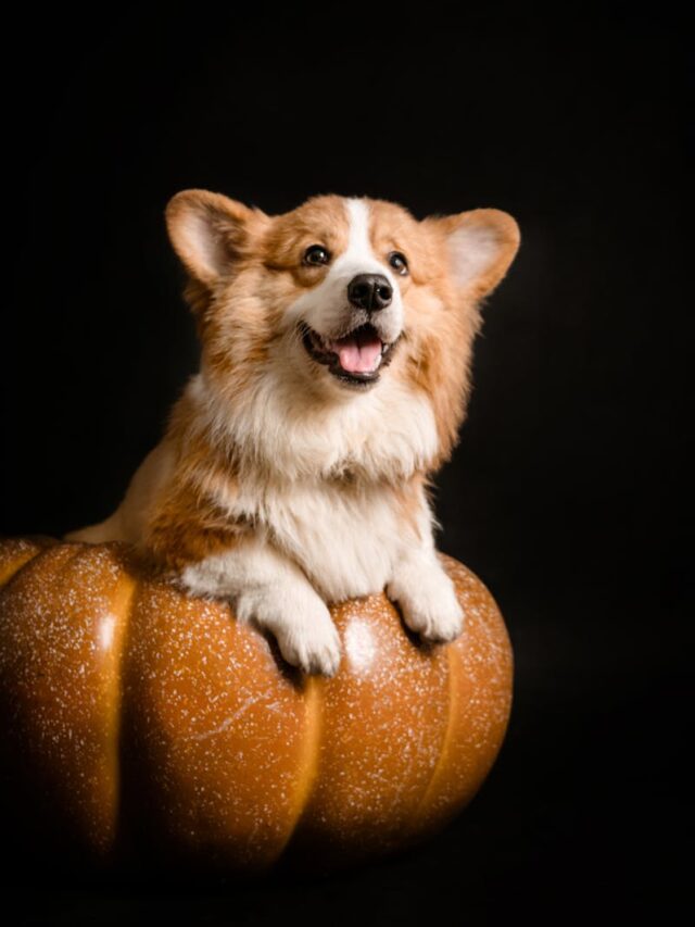 Pembroke Welsh Corgis, characteristics, standout traits, intelligence, adaptability, companions,