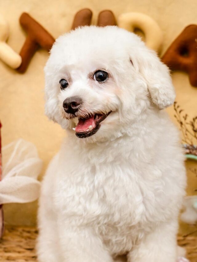 Bichon Frise, characteristics, adorable, friendly, intelligent, hypoallergenic, playful, easy to train, affectionate,