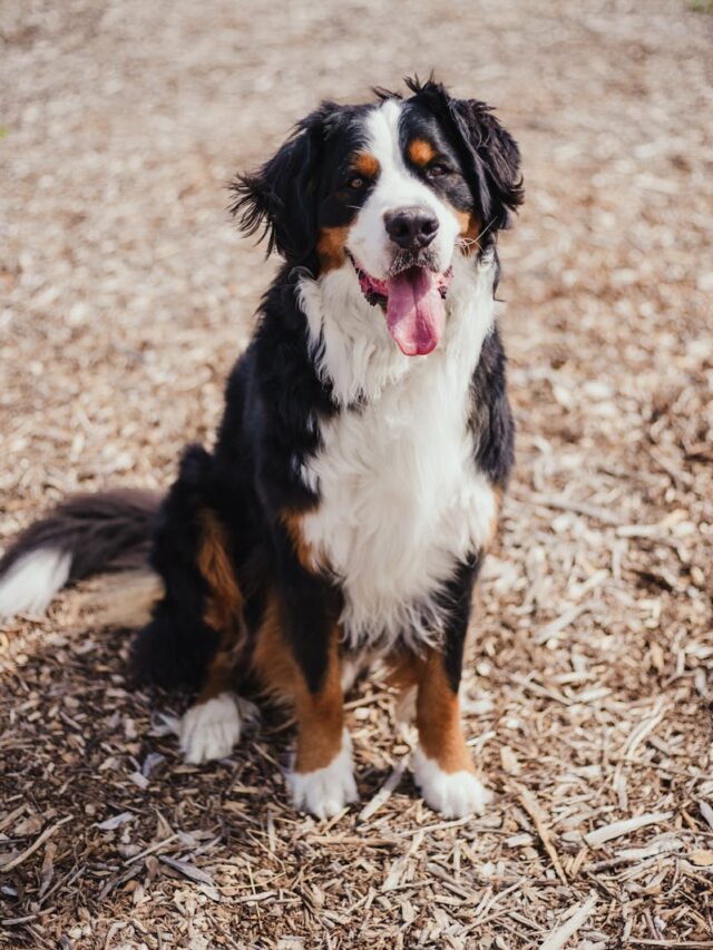 Bernese Mountain Dog, characteristics, traits, temperament, appearance, intelligence, loyalty, adaptability,