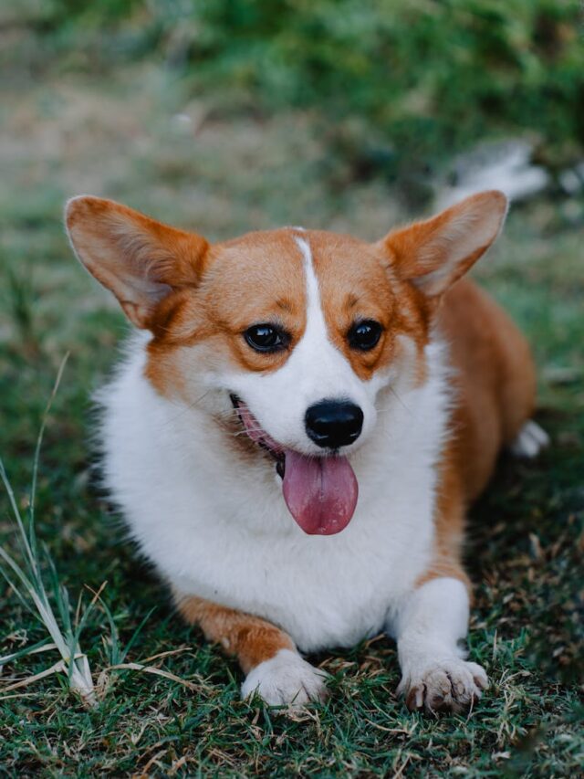 Pembroke Welsh Corgi, essential supplies, owner needs, crate, collar, leash, food bowls, quality food, grooming tools, toys,