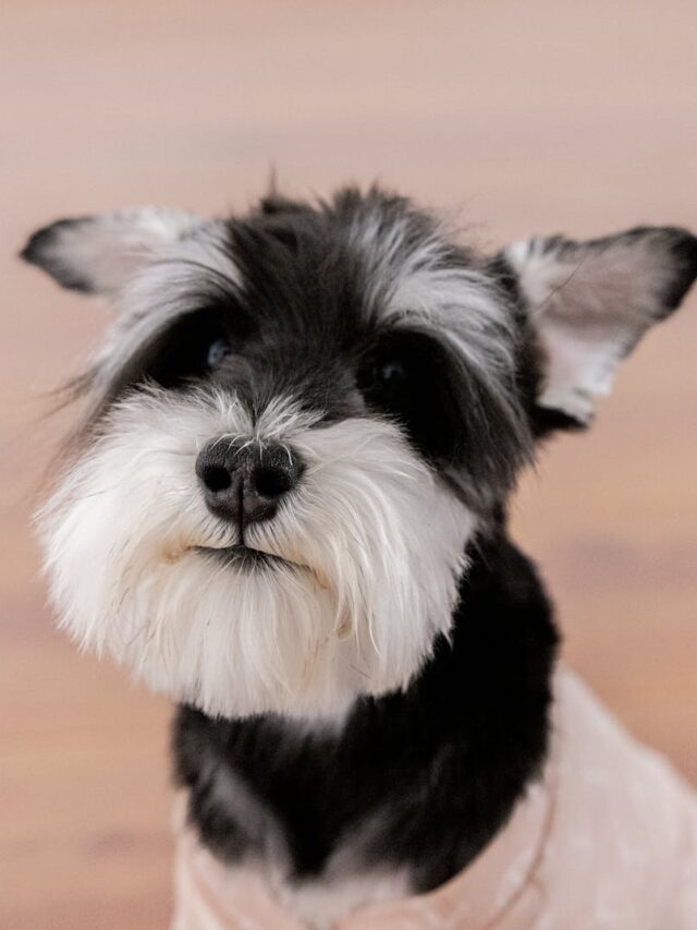 Miniature Schnauzer, training, tips, new owners, consistency, positive reinforcement, socialization, patience, clear commands, routine, professional help,