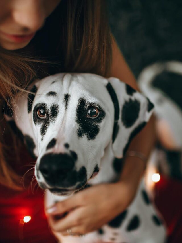 Dalmatian, health issues, genetics, skin, digestion, joint, eye, heart, weight,