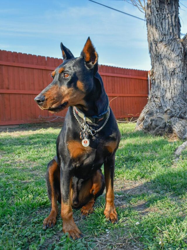 Dobermans, health issues, Dilated Cardiomyopathy, Hip Dysplasia, Von Willebrand's Disease, Hypothyroidism, Bloat, Wobbler Syndrome, Cancer.