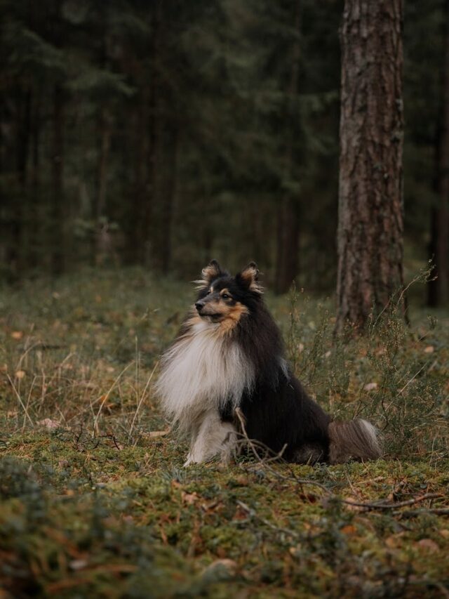 Shetland Sheepdog, training, tips, new owners, consistency, positive reinforcement, socialization, patience, exercise, leadership, professional help,