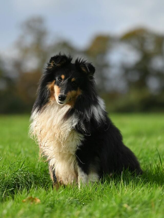 Shetland Sheepdog, bond, connection, training, playtime, affection, communication, consistency,