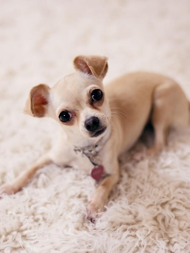 Chihuahuas, supplies, essentials, owners, collar, harness, leash, grooming, toys, treats,