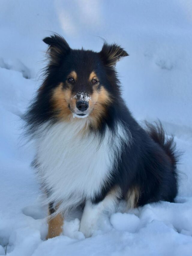 Shetland Sheepdogs, Shelties, traits, intelligence, loyalty, elegance, playfulness, alertness, versatility, affection,Sheepdog Sitting Among Snow