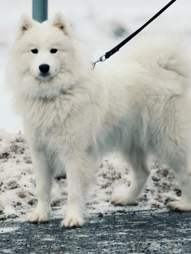 Samoyeds, training tips, new owners, training, socialization, positive reinforcement, exercise, grooming, patience, professional help,