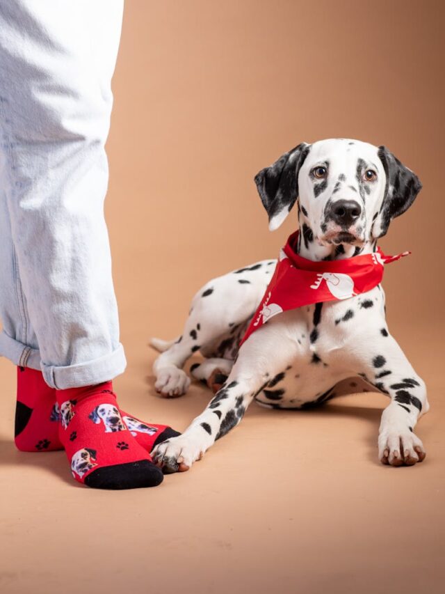 Dalmatian, essential supplies, owner, collar, leash, food bowls, bed, grooming supplies, toys, health supplies,