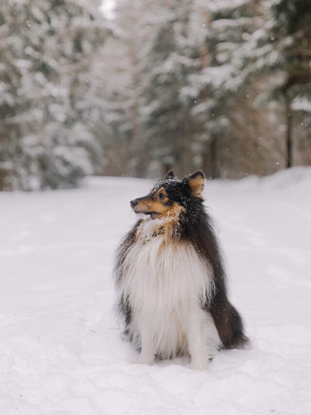 grooming, tips, Shetland Sheepdogs, brushing, bathing, nail trimming, ear care, dental hygiene, professional grooming, healthy diet,