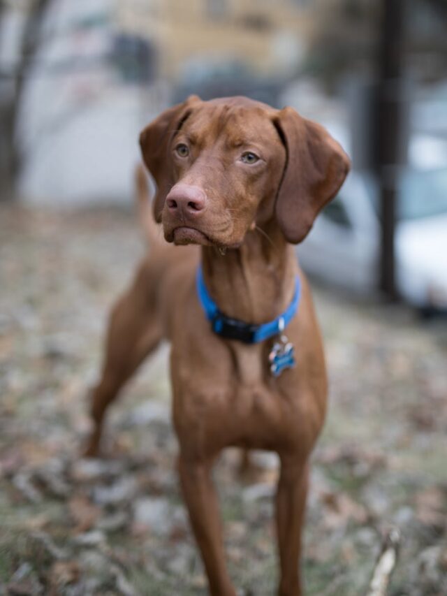 Vizsla supplies, essential supplies, food, collar, leash, bed, toys, grooming supplies, ID tags,