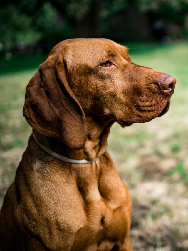 Vizsla, bonding, tips, activity, training, quality time, socialization, grooming, playtime, affection,