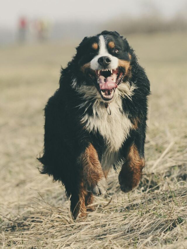 Bernese Mountain Dogs, health issues, common, genetics, hip dysplasia, gastric torsion, cancer, elbow dysplasia, hypothyroidism, heart disease,